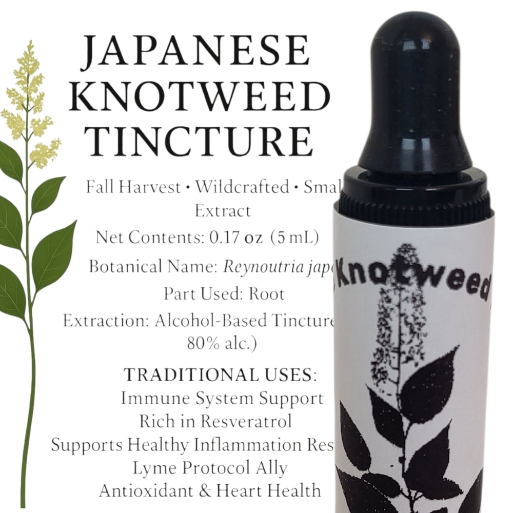 Japanese Knotweed Tincture – Wildcrafted Herbal Extract (5mL)